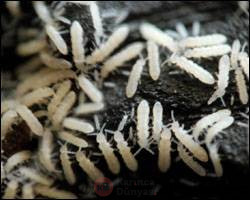 springtails2.jpg