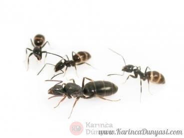 tapinoma_erraticum.jpg