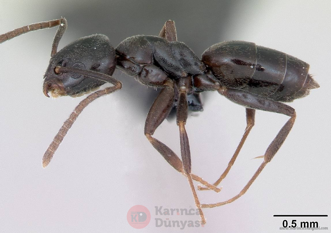 Tapinoma_erraticum_casent0173199_profile_1.jpg