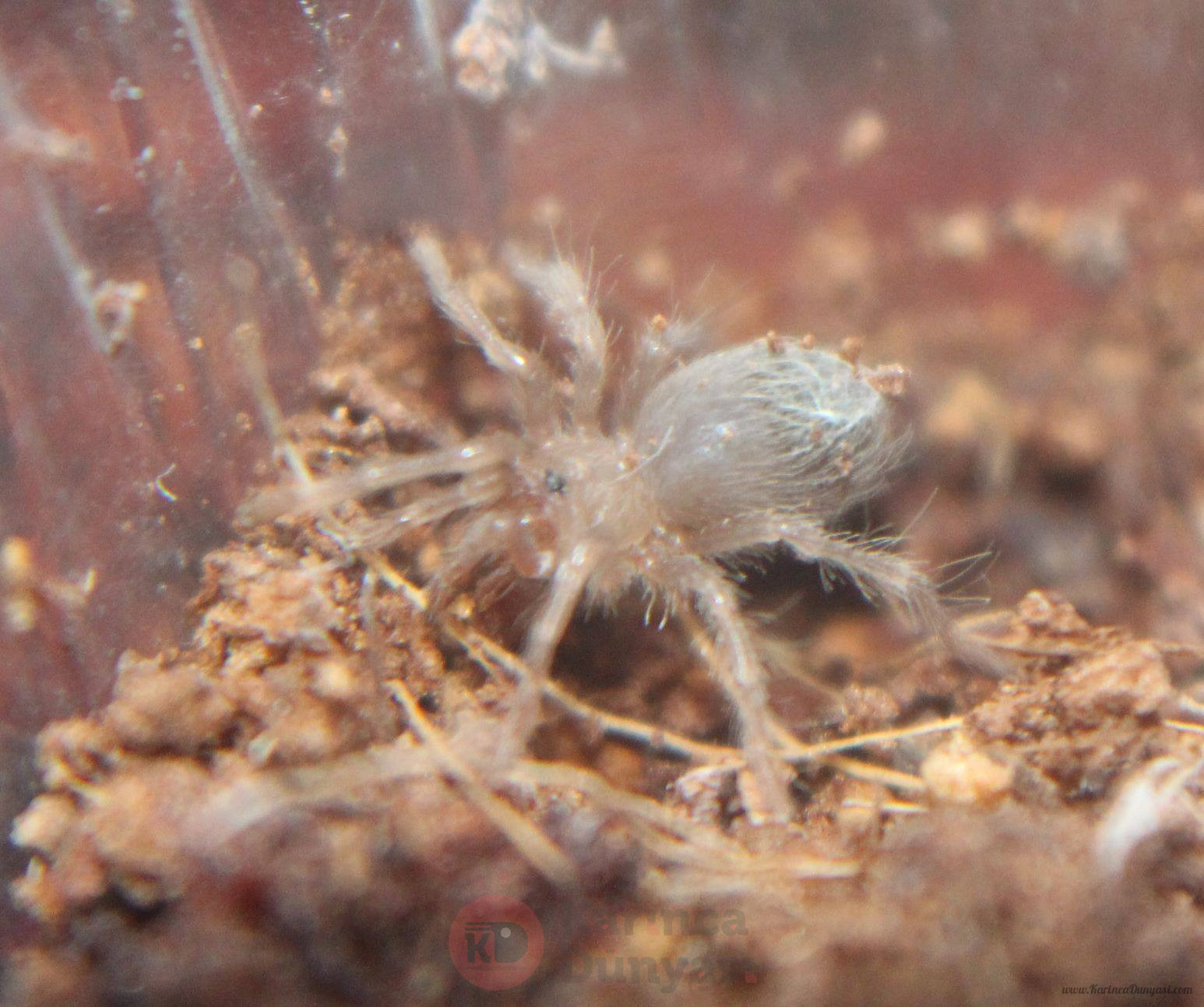 tarantula_1_1.jpg