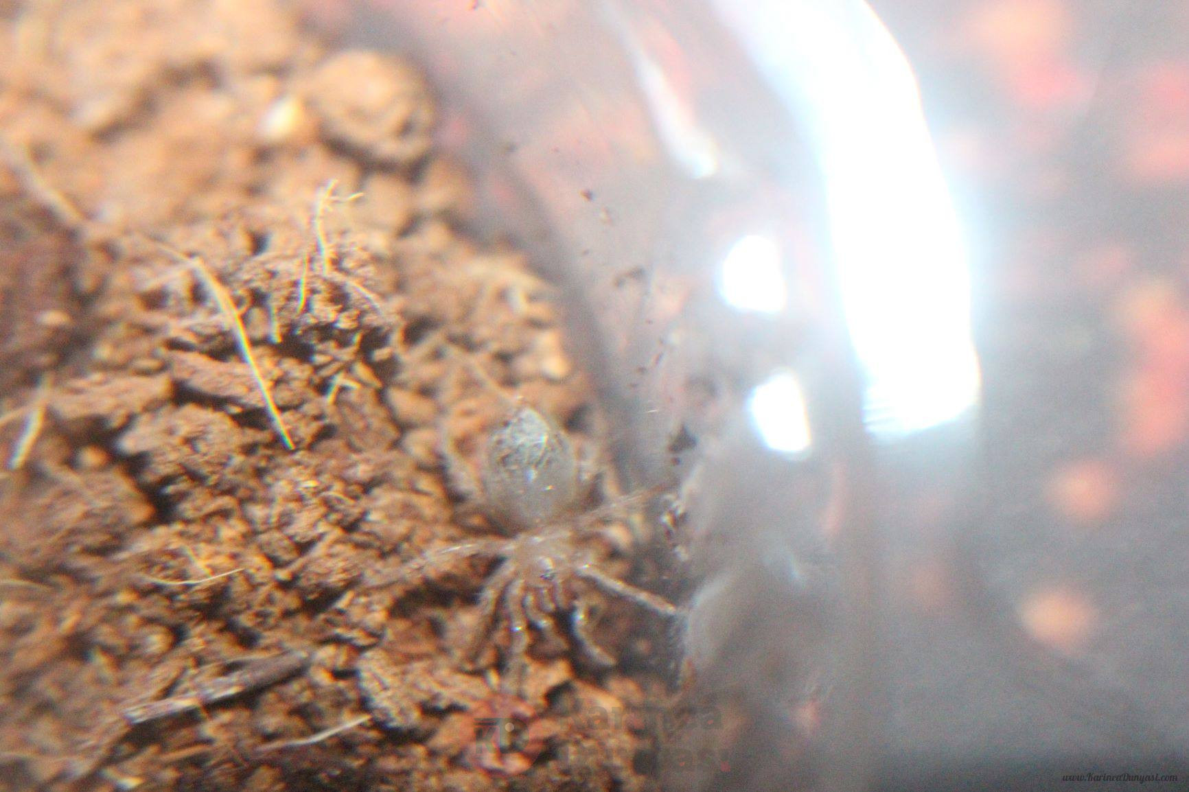 tarantula_2_1.JPG
