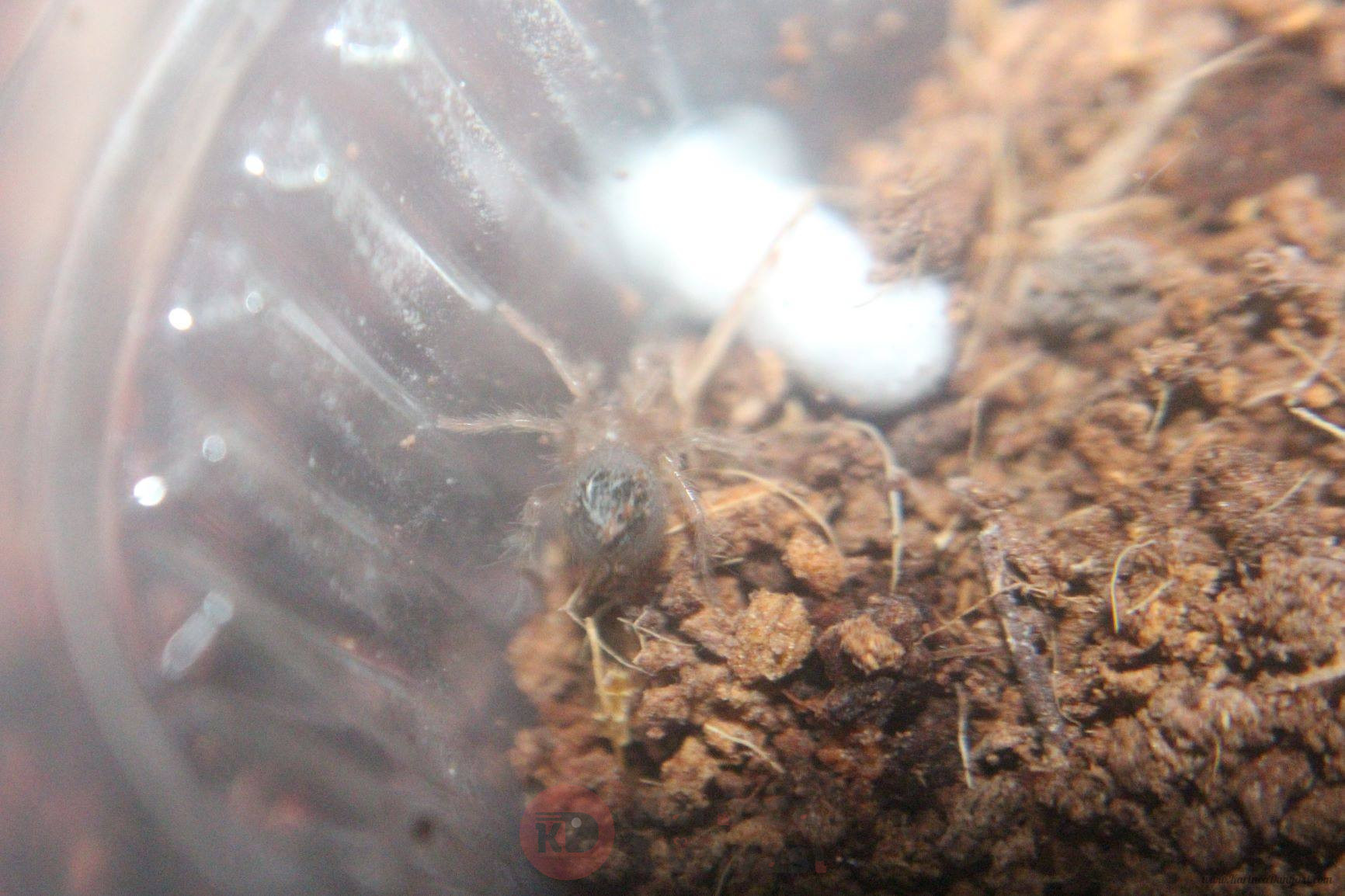 tarantula_3_1.JPG