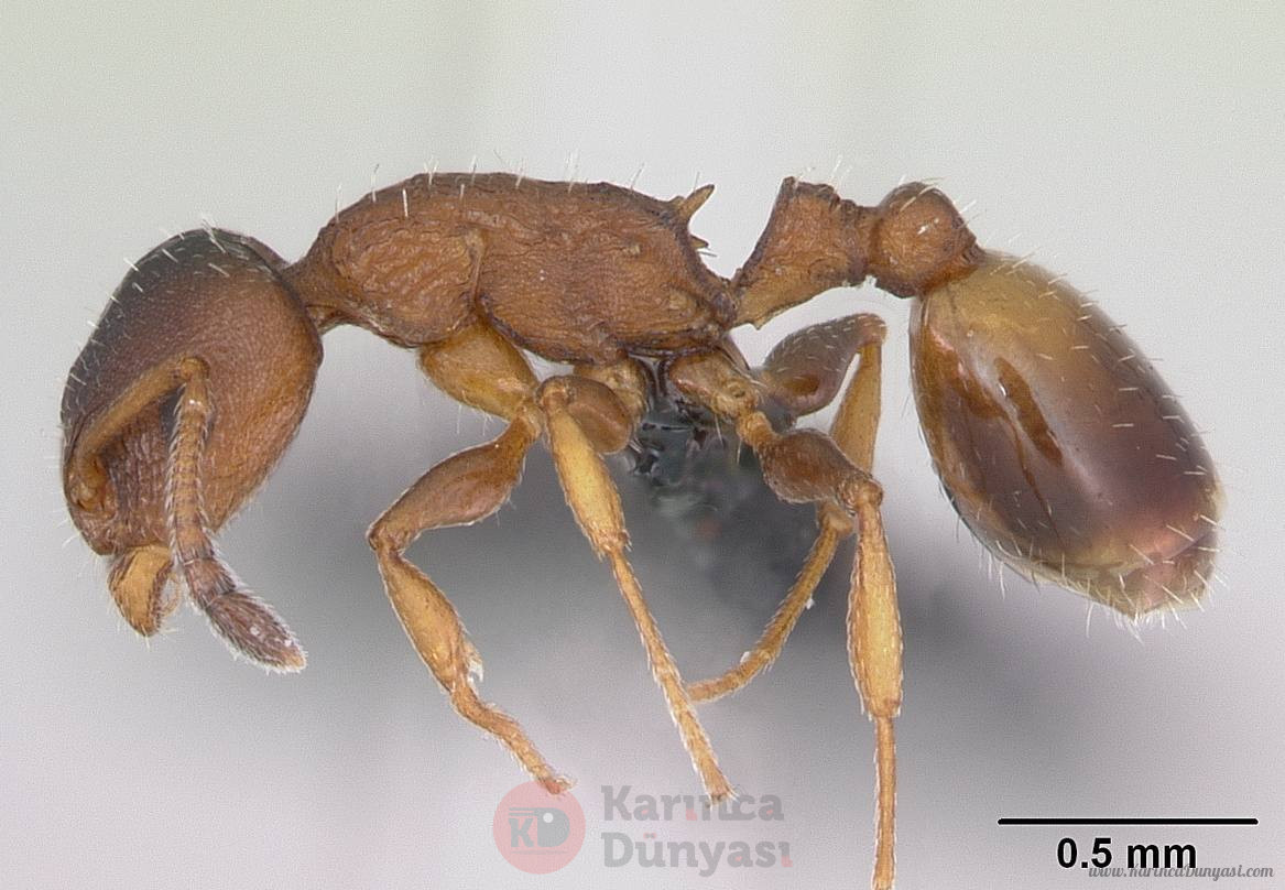 Temnothorax_affinis_casent0173201_profile_1.jpg