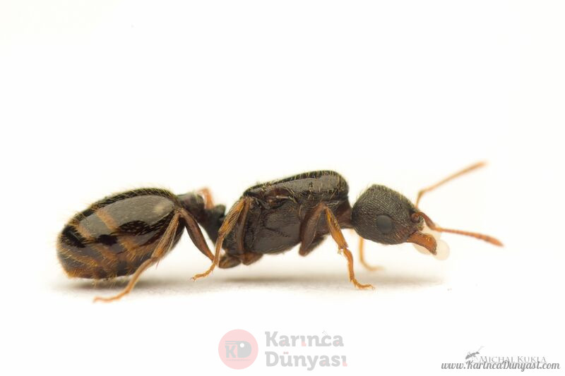 teramoriumcaespitum-karincadunyasi.jpg