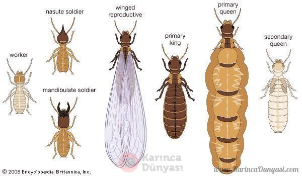 termite-castes.jpg