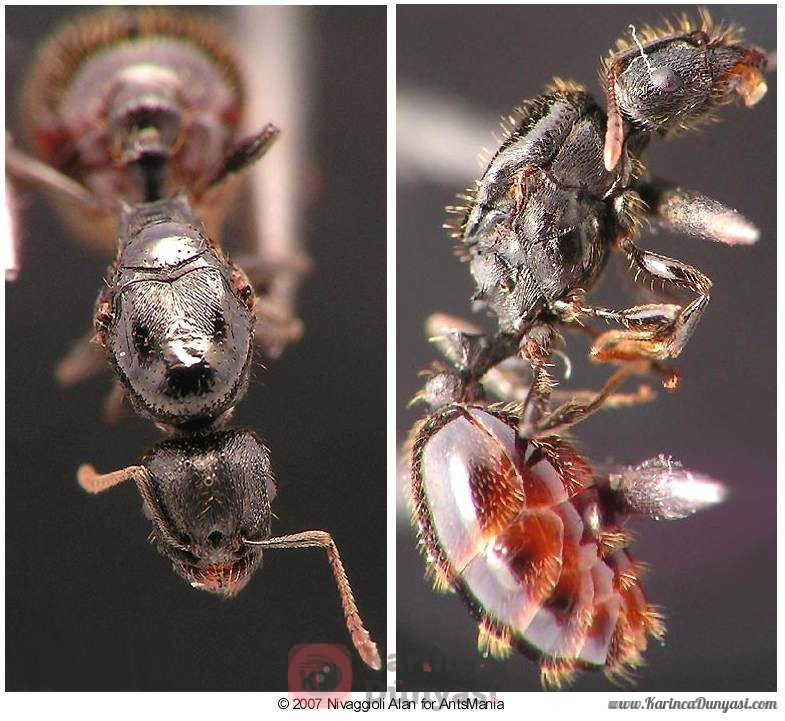Tetramorium caespitum 1.jpg