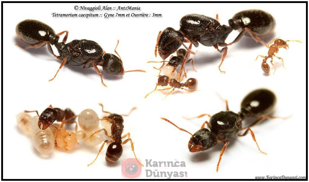 Tetramorium caespitum.jpg