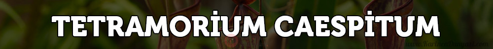 tetramoriumcaespitum.jpg