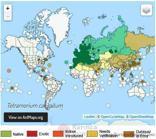 tetramoriummap-karincadunyasi.jpeg