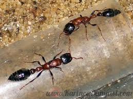 Tetraponera rufonigra1.jpg
