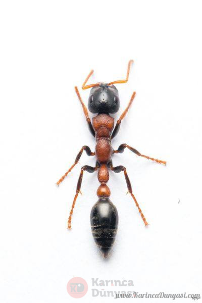 Tetraponera rufonigra2.jpg