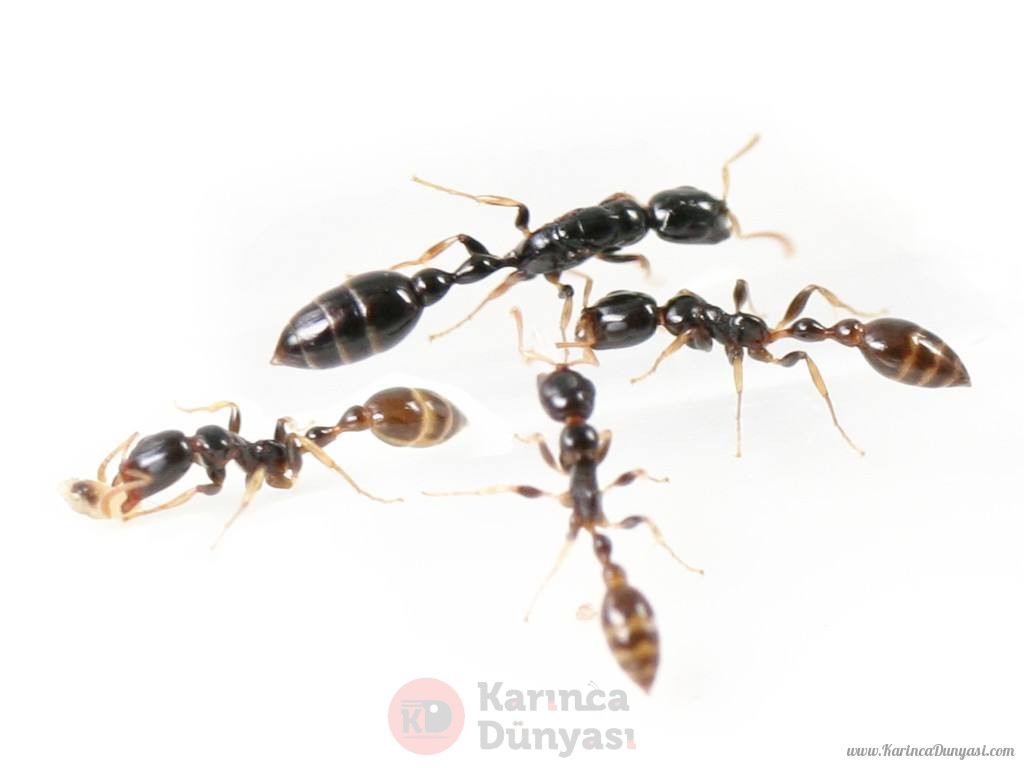 tetraponera_allaborans.jpg