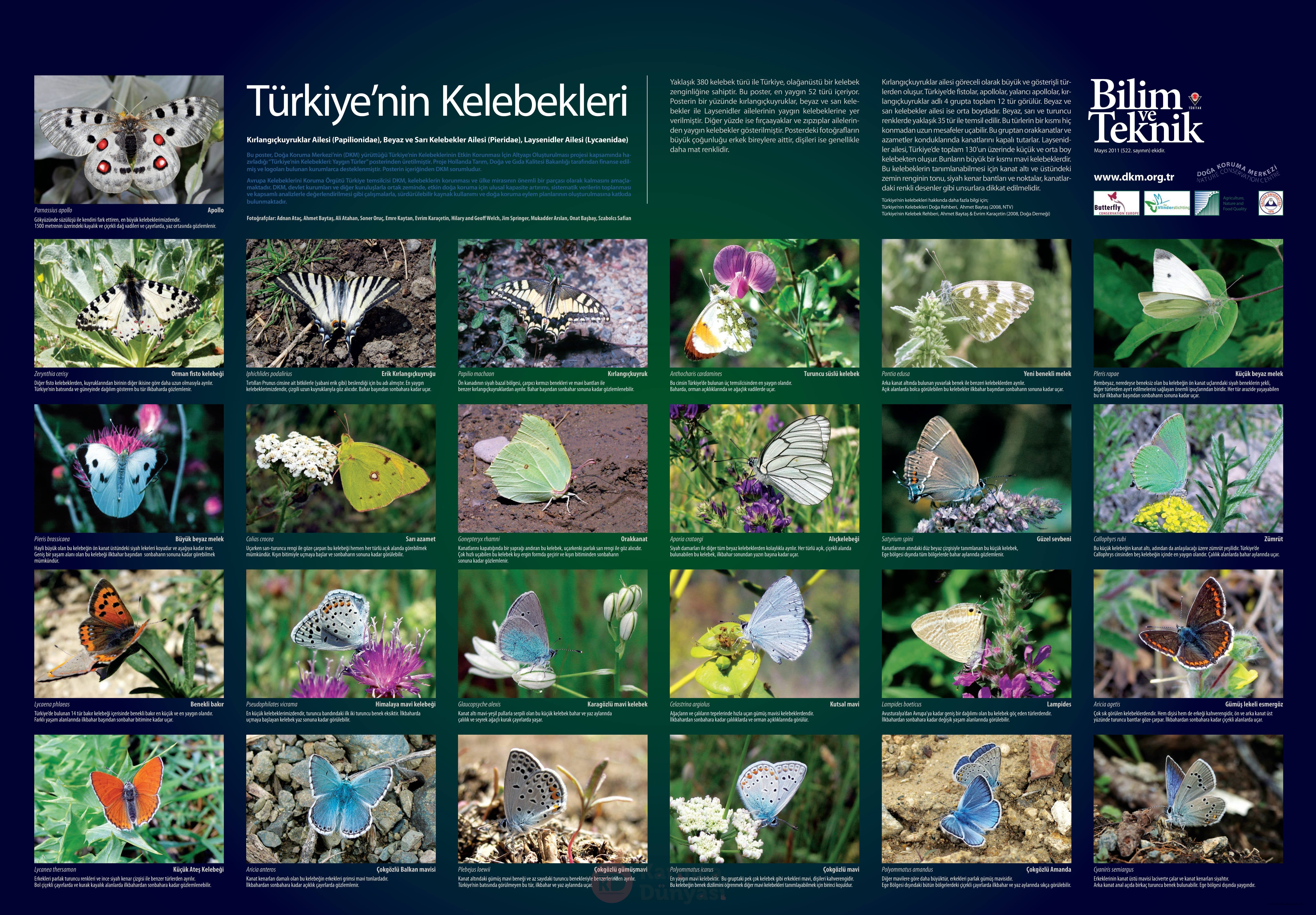 turkiyenin_kelebekleri-1.jpg