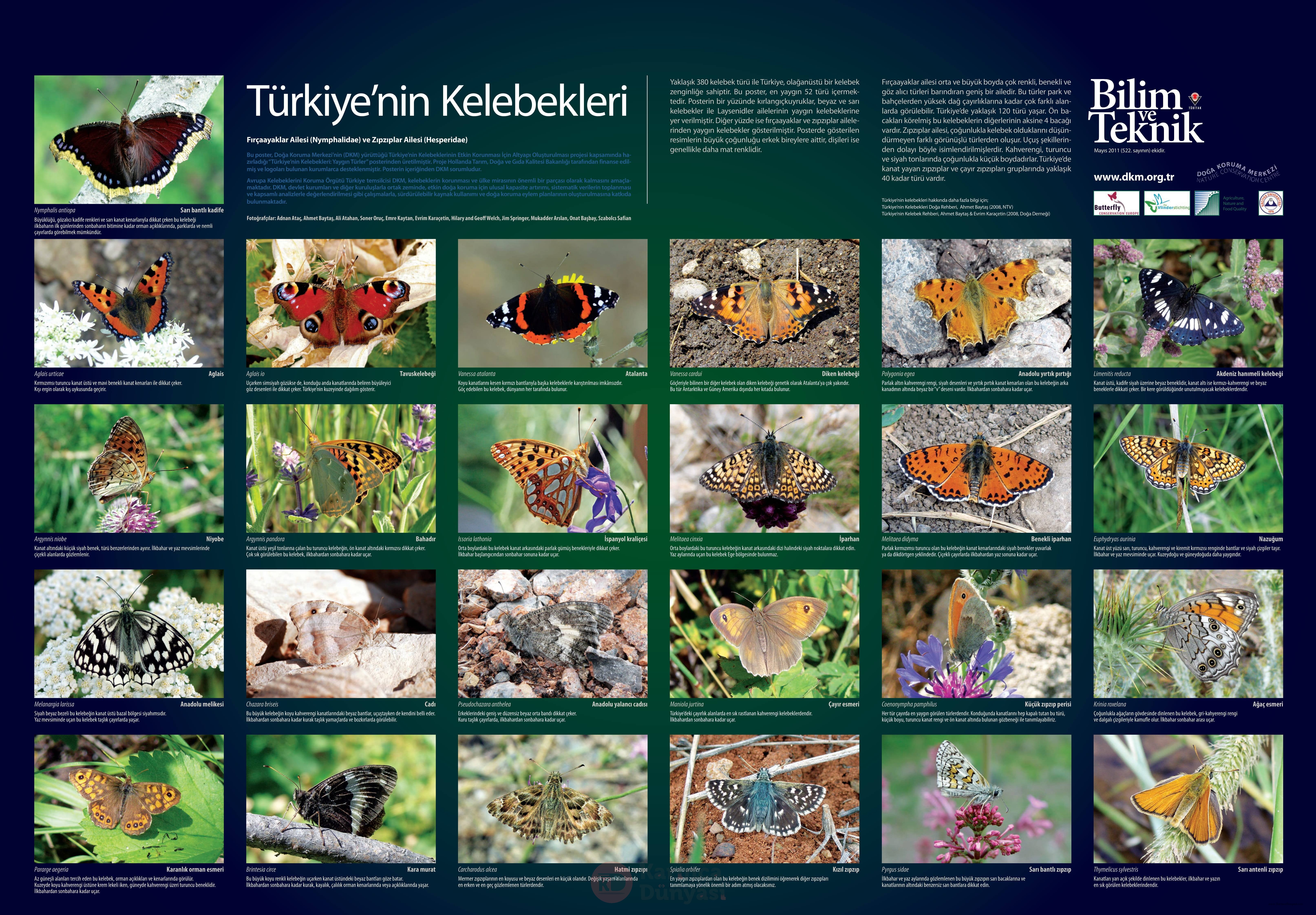 turkiyenin_kelebekleri-2.jpg