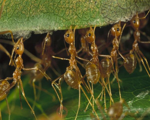 weaver-ant-oecophylla-longinoda-group-mark-moffett.jpg