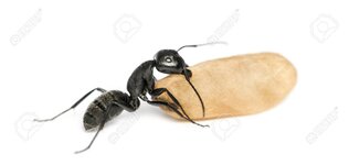 90242848-carpenter-ant-camponotus-vagus-carrying-an-egg.jpg