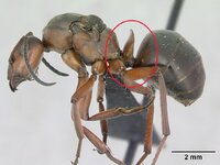 Formica_pratensis_casent0173141_profile_1.jpg
