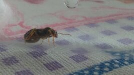 IMG_20200612_125149.jpg