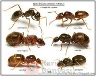 Lasius Ayırt Etme.jpg