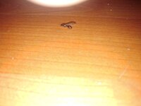 IMG_20200617_053420.jpg