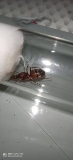 IMG_20200617_210254.jpg