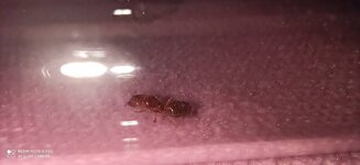 IMG_20200620_105631.jpg