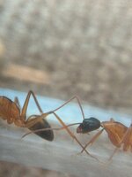 IMG_20210901_131055_177.jpg
