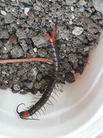 IMG_20210901_185839.jpg