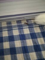 IMG_20210911_210616.jpg