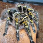 G-Pulchripes-01[1].jpg