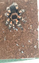 Tarantula 02.jpg