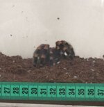 Tarantula 03.jpg
