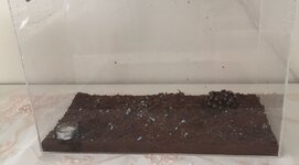 Tarantula 04.jpg