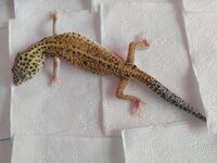Gecko_01.jpg