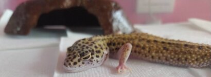 Gecko_03.jpg