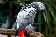 Kongo-Afrika-Gri-Papağanı.jpg