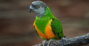 Senegal-Papagani-Ozellikleri-Nelerdir-e9a4.jpg