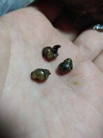 IMG_20220309_193212.jpg