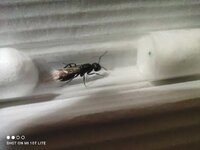 IMG_20220408_005234.jpg