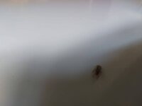 IMG-20220409-WA0008.jpg