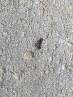 C3049CEA-8C3A-41AD-9446-FCDC0454ECF3.jpeg