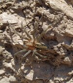 IMG_20220515_142043.jpg