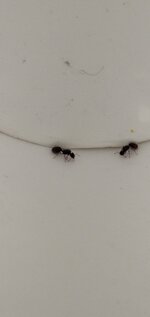 IMG_20220606_184205.jpg