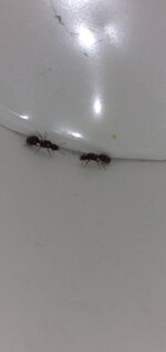 IMG_20220606_184215.jpg