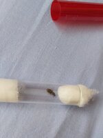 lacius neoniger.jpg