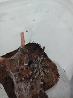 IMG_20220705_022714.jpg