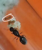 IMG_20220717_211325.jpg