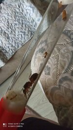 IMG_20220723_181459.jpg