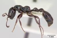 Tetraponera nigra.jpg Tetraponera nigra.jpg