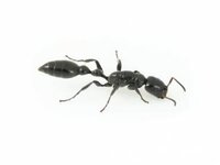 tetraponera_nigra.jpg